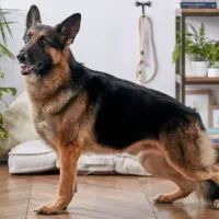 سگ ژرمن شولاین