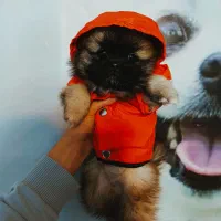 پامرین/مالتیز/شیتزو|سگ|اردبیل, |دیوار