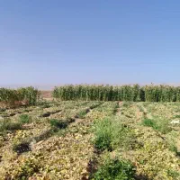 جارو|لوازم نظافت|کوهدشت, |دیوار