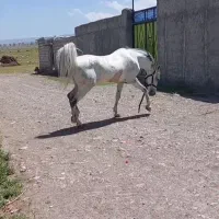 اسب کردو عرب|اسب و تجهیزات اسب‌سواری|مشگین شهر, |دیوار