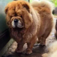 پرورش تخصصی چاوچاو چاو چاو چائوچائو|سگ|تهران, تجریش|دیوار