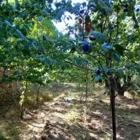 زمین فروشی|فروش زمین و ملک کلنگی|کهک, |دیوار