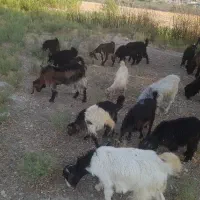 ۱۴ راس کهره