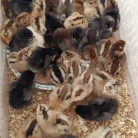 جوجه مرغ و خروس محلی