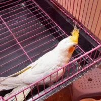 طوطی عروس باقفس|پرنده|رشت, سعدی (تختی)|دیوار