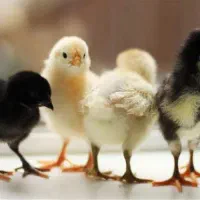 جوجه گلپایگانی سه روزه