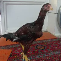 جوجه خروس صابونی تاج مهر|حیوانات مزرعه|مینودشت, |دیوار