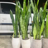 گل سانسوریا گل آپارتمانی|گل و گیاه طبیعی|کرج, گلشهر|دیوار