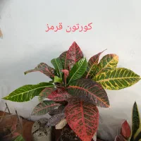 انواع  گل آپارتمانی|گل و گیاه طبیعی|رباط‌کریم, رباط‌کریم|دیوار