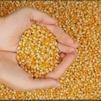 بذر ذرت گواهی شده و لیبل دار سینگل کراس 704 مغان|خدمات باغبانی و درختکاری|پارس‌آباد, |دیوار