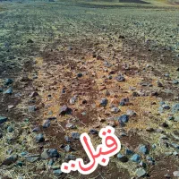سنگ جمع کن|خدمات باغبانی و درختکاری|کرمانشاه, |دیوار