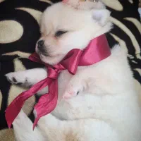 توله دوست داشتنی