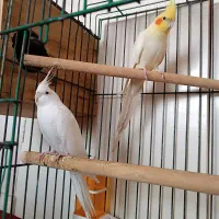 عروس هلندی مولد
