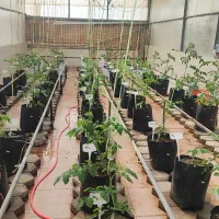 استخدام کارشناس کشاورزی- کار دانشجویی