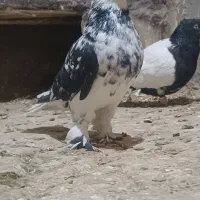 کبوتر سوسکی نر