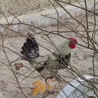 مرغ و خروس نژاد دار  سالم