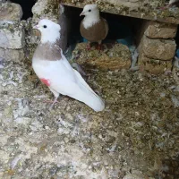 طوقی|پرنده|ماهیدشت, |دیوار