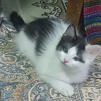 گربه