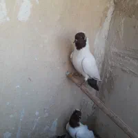 پرستویی سرخ نر|پرنده|قم, در بهشت|دیوار