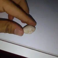 سنگواره صدف....فسیل