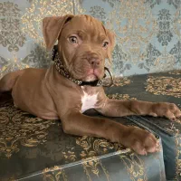 واگذاری توله پیتبول