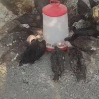 ۲۰ عدمرغ قلم سبز آماده تخم گذاری|حیوانات مزرعه|شاهدشهر, |دیوار