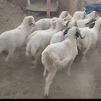 تعداد 22تا بره