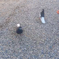 کبوتر شهری|پرنده|برازجان, |دیوار