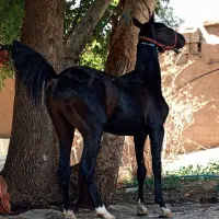 اسب کره نریان مشکی ۴قلم سفید