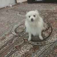 سگ خونگی|سگ|قم, علی آباد|دیوار