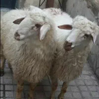 گوسفند  قصابی  وبره