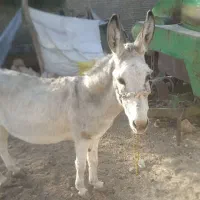 الاغ ماده گله ی وساکت به علت نداشتن جا