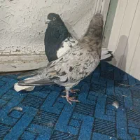 کبوتر و قناری|پرنده|کرمان, |دیوار