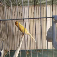فروش قناری سوپر نر