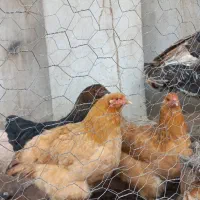 سه عدد مرغ برهما تا یه ماه دیگه تخم میزارن