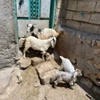 4عدد چیش نر برای فروشی سرحال وزن همه55کیلو