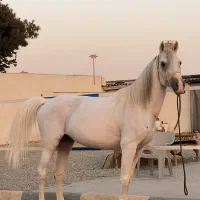 اسب کرد|اسب و تجهیزات اسبسواری|ری, علایین|دیوار