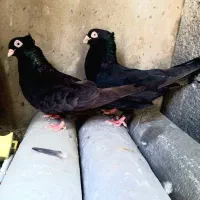 کبوتر زاغ آبادانی واکسی عروسک