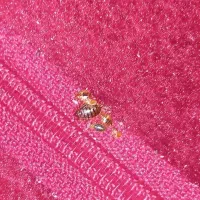 از بین بردن حشرات ساس ها وسوسک ها با ضمانت یک ساله|خدمات نظافت|تهران, فلاح|دیوار