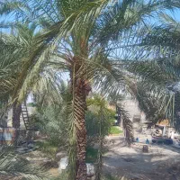 قطع نخل وبرش مخ