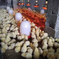 جوجه گوشتی ۳ روزه