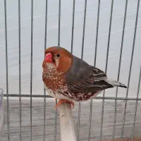 فنچ زبرا هاف اورنج