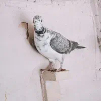 ماده بزک سینه سفید|پرنده|شیراز, شهرک ترکان|دیوار