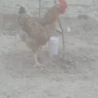 خروس جوان