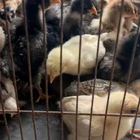 جوجه رسمی نژاد دار