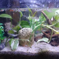 انواع ماهی های زینتی،گوپی،پلاتی،مولی و کوپی زیبا