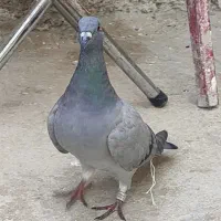سبز