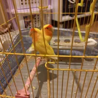 دو تا کوتوله برزیلی آواز خوان|پرنده|اسکو, |دیوار