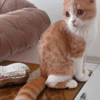 گربه نژاد