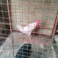 خروس